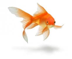 What, of this Goldfish, Would You Wish? book cover
