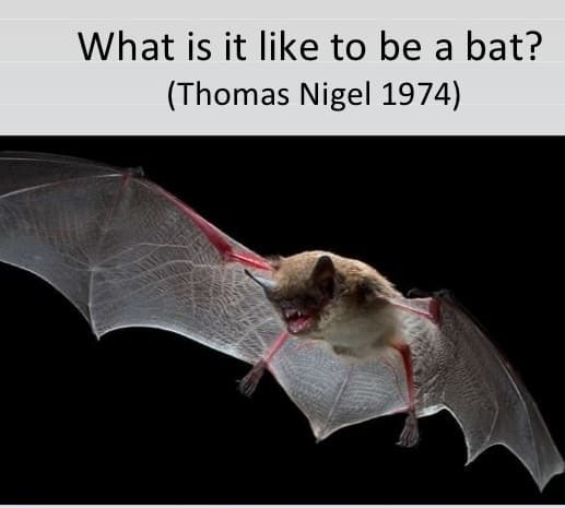 What Is It Like to Be a Bat? book cover